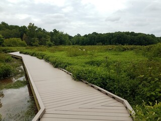wood boardwalk with water and green plants