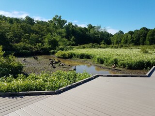 Fototapeta na wymiar wood boardwalk or path in wetland or swamp area with green plants