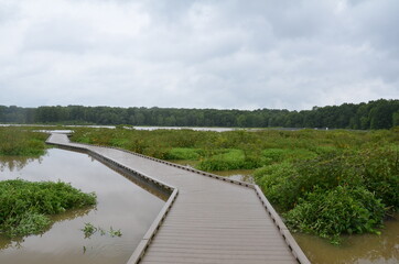 wood boardwalk or path in wetland or swamp area with green plants - Powered by Adobe