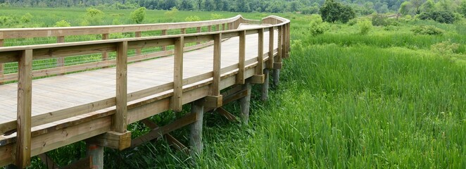 wooden boardwalk with green plants in wetland area