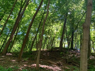 trees in the forest