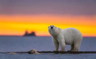 Poster Selectieve focusopname van een ijsbeer bij zonsondergang © Shirley Szeto/Wirestock