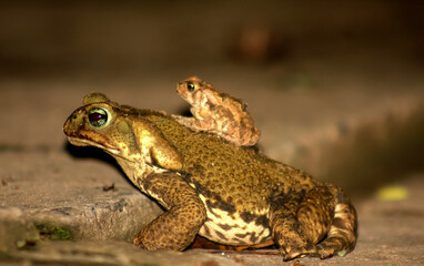 sapinho de carona nas costas da sapo mae em close