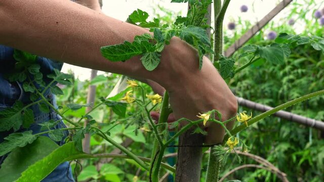 Mature woman wearing denim dungarees working in her urban allotment in Surrey.