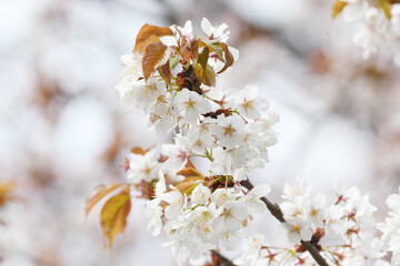 葉桜