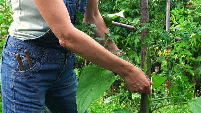 Mature woman wearing denim dungarees working in her urban allotment in Surrey.