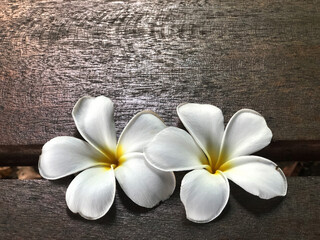 Fototapeta na wymiar Plumeria flowers on the wooden table with natural light.