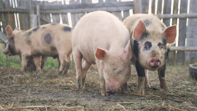 funny pigs sniffing air farming agriculture concept. pig lifestyle on an old farm . adult piglets run in a pen on an old farm