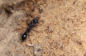 Black Bull Ant (Myrmecia pyriformis) major worker  repairing nest entrance, South Australia