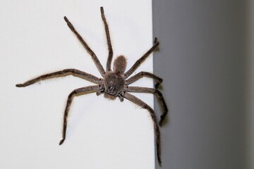 Huntsman Spider at night, South Australia
