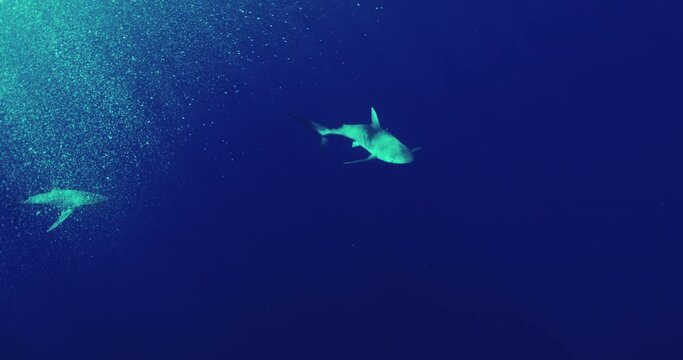 Two sharks swimming in a dark blue sea with rays of sunshine.