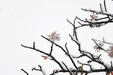 厳しい春　雪　桜