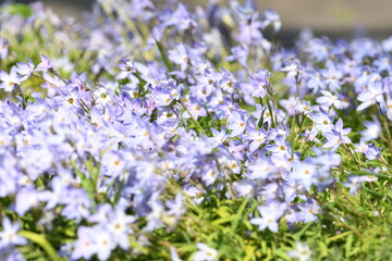 薄紫色の小花