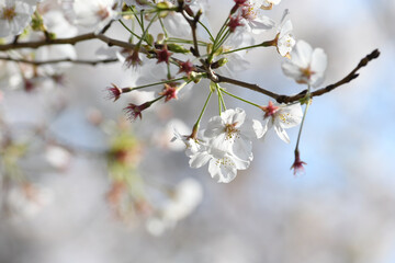 満開の桜の花