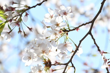 満開の桜の花
