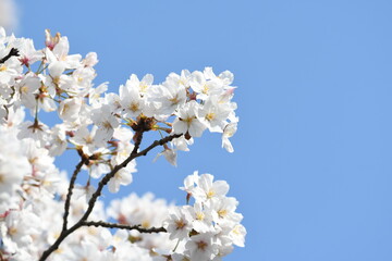 満開の桜の花