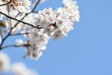 満開の桜の花