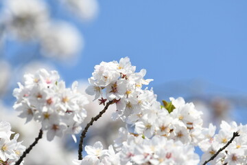 満開の桜の花