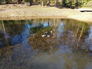 ducks in a lake or pond and leaves