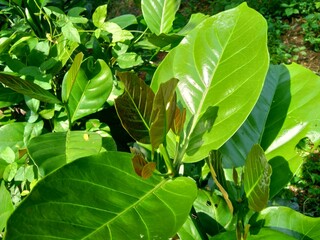 the tree of coffee with a natural background