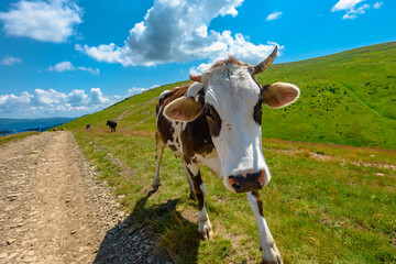 Fototapeta na wymiar Cute brown cow on summer mountain pasture in Carpathians