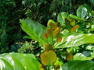 the tree of coffee with a natural background