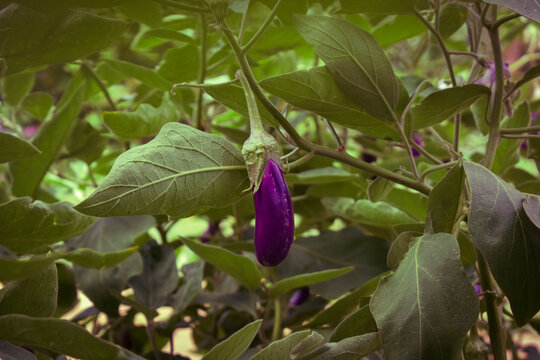 This is a purple eggplant or Brinjal plant on a bush with a purple brinjal or eggplant and the greenish background vintage effect.