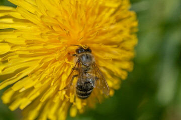 Biene auf Blume voller Blütenstaub