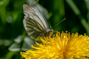 Schmetterling auf Löwenzahn sucht Nektar © Beat