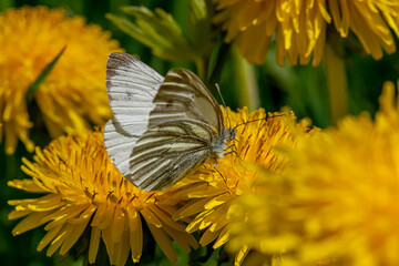 Schmetterling auf Löwenzahn sucht Nektar © Beat