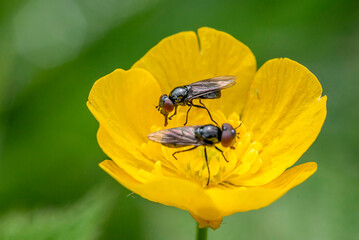 Zwei Fliegen auf einer Blume