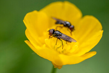Zwei Fliegen auf einer Blume