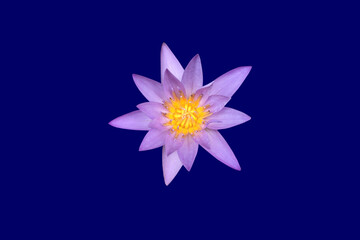 Isolated single lotus flower with clipping paths.