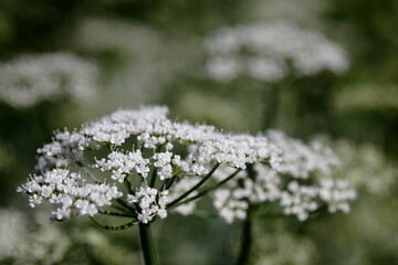Petals of joy