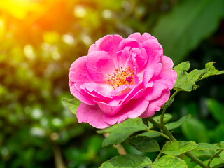 Pink of Damask Rose flower