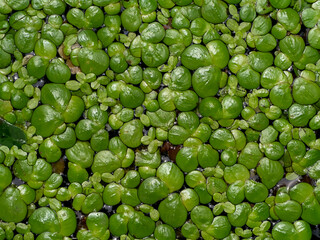 Close up of Lesser Duckweed leaves background.