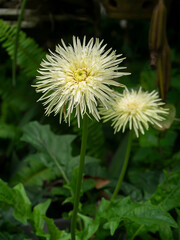 Close up white  gerbera daisy in the garden