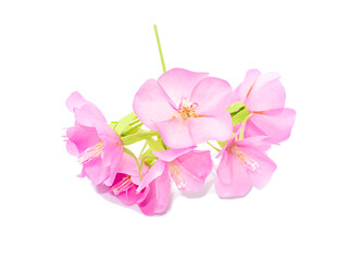Fototapeta na wymiar Pink flower of dombeya tree