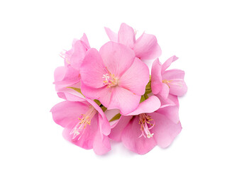 Naklejka na ściany i meble Pink flower of dombeya tree