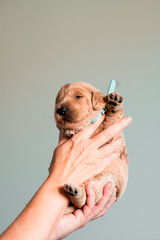 puppy being held