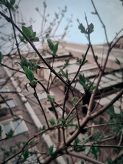 leaves on the background of the building