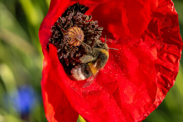 Hummel auf Mohnblume voller Blütenstaub © Beat