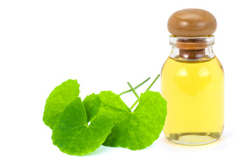 Bottle of Gotu Kola oil extract isolated on white background. Tropical medical herbal plant concept. 