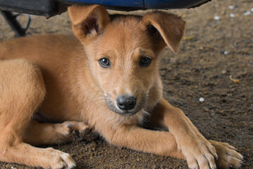 Small doggy sitting on the ground and get ready for sleep this is a country dog, brown hair, cute dog.