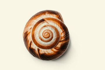 Sea shell form of spiral on white background. Natural background concept