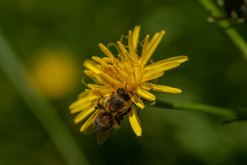 Biene auf Blume voller Blütenstaub © Beat