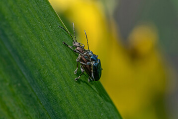 Käfer paaren sich auf Blatt