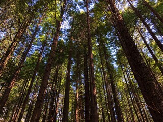Obraz premium Redwood tree forest in Rotorua, Whakarewarewa, New Zealand. Shot on iPhone X