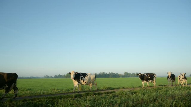 WS TS Herd of cows walking in field / Wyns, Friesland, the Netherlands
