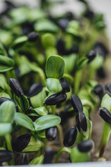 
Fresh micro green sunflower sprouts. Close-up.